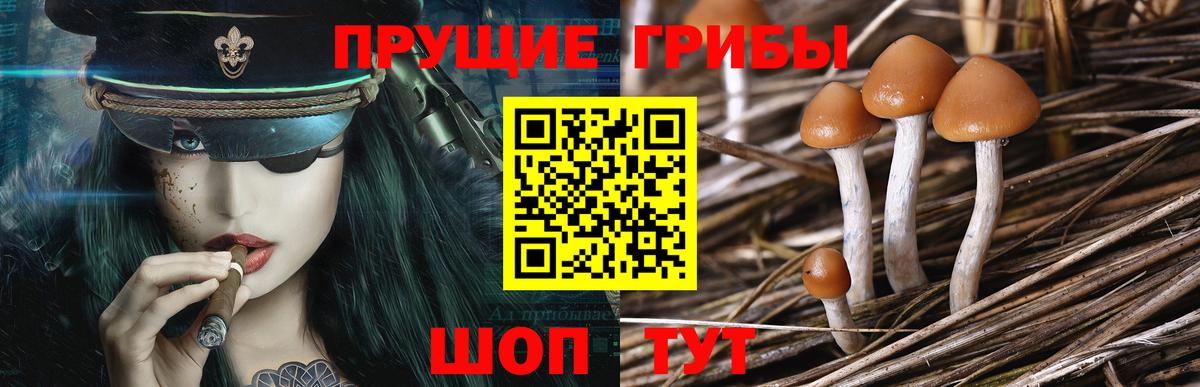 Псилоцибиновые грибы Psilocybe Нововоронеж